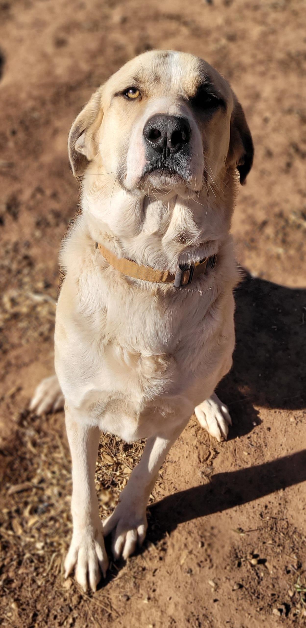 Enlarge Walter Jenkins, a ADOPTABLE Anatolian Shepherd in Vernon, TX image 3/3