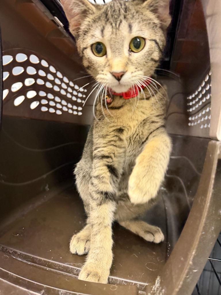 Alzena, Adoptable, Kitten Female Domestic Short Hair.