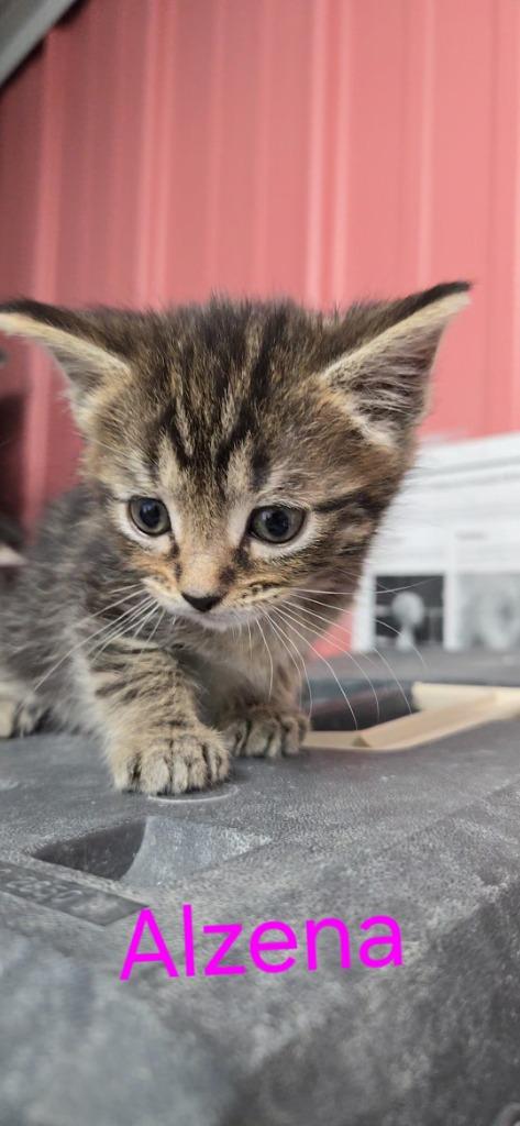 Enlarge Alzena, a Adoptable mixed breed in Virginia, MN image 2/2