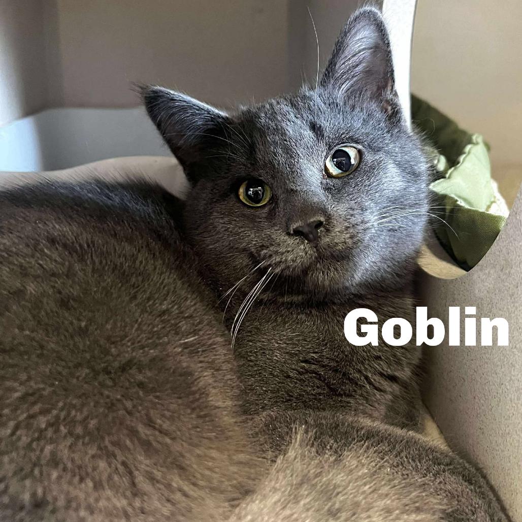 Enlarge Goblin 250981, a Adoptable Domestic Short Hair in Escanaba, MI image 1/1