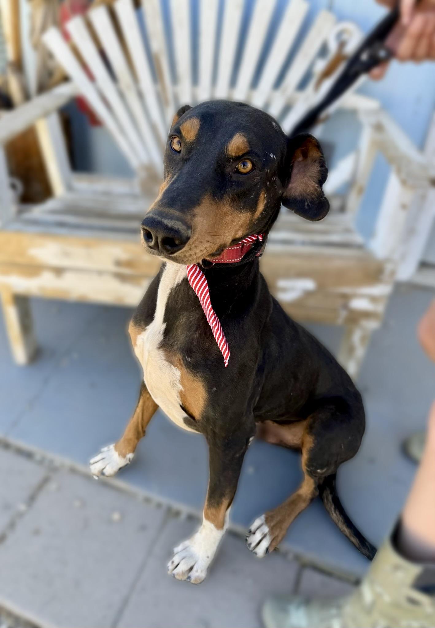 Enlarge Zeus, a Adopted Doberman Pinscher in Los Angeles , CA image 6/6