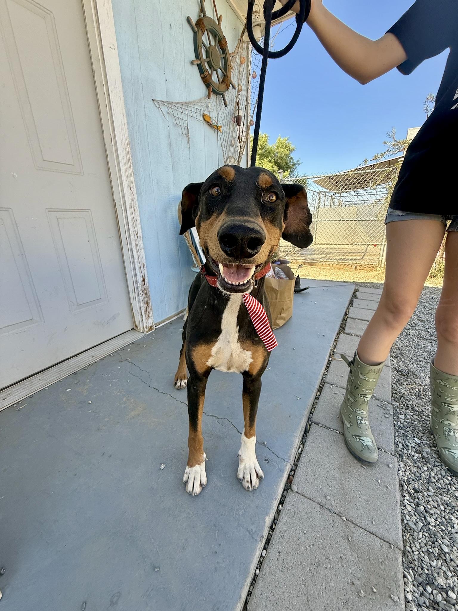 Enlarge Zeus, a Adopted Doberman Pinscher in Los Angeles , CA image 1/6