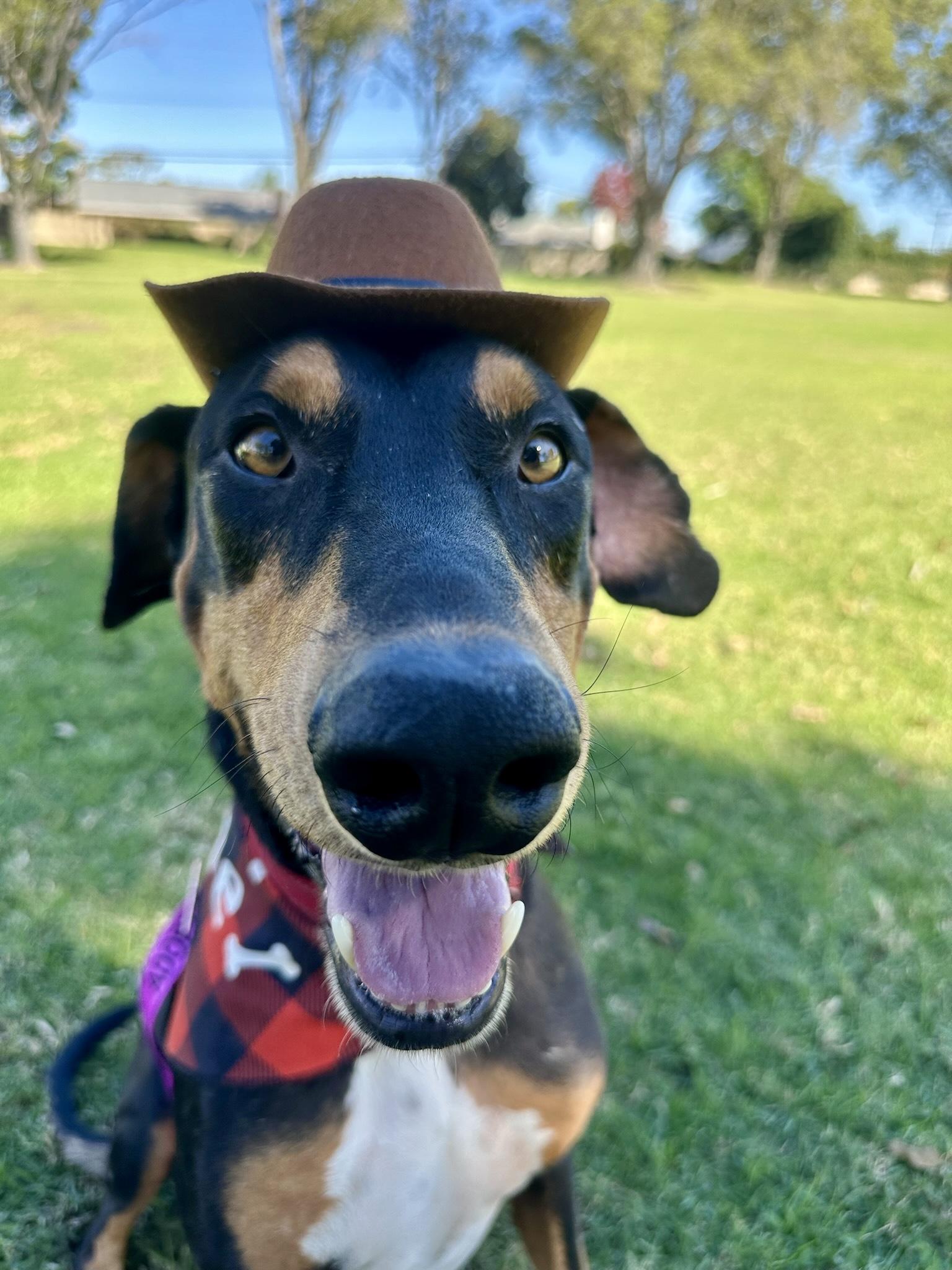 Enlarge Zeus, a Adopted Doberman Pinscher in Los Angeles , CA image 4/6