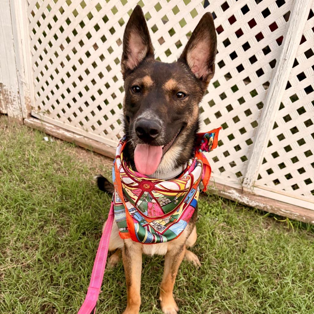 Taylor, Adoptable, Young Male German Shepherd Dog & Mixed Breed.