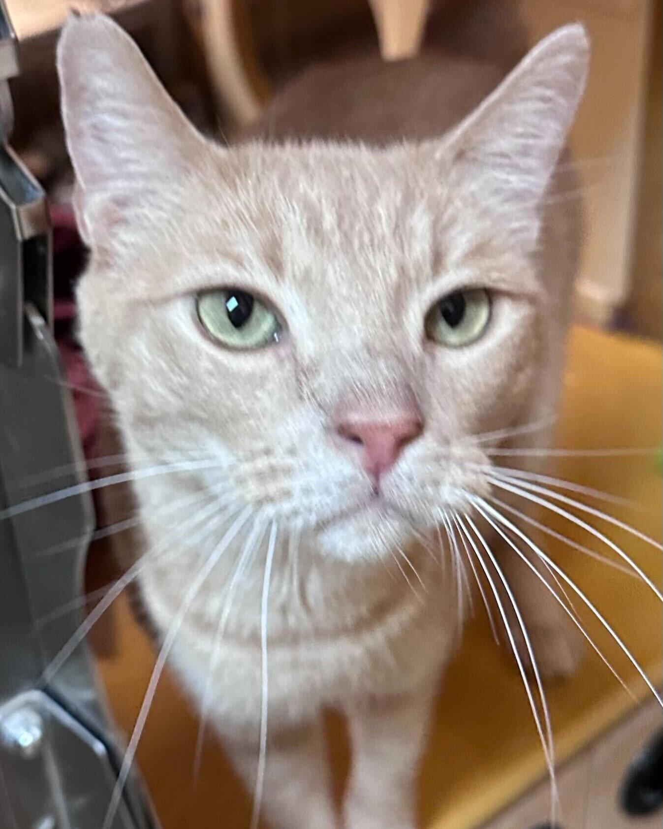 Ace, Adoptable, Adult Male Domestic Short Hair.