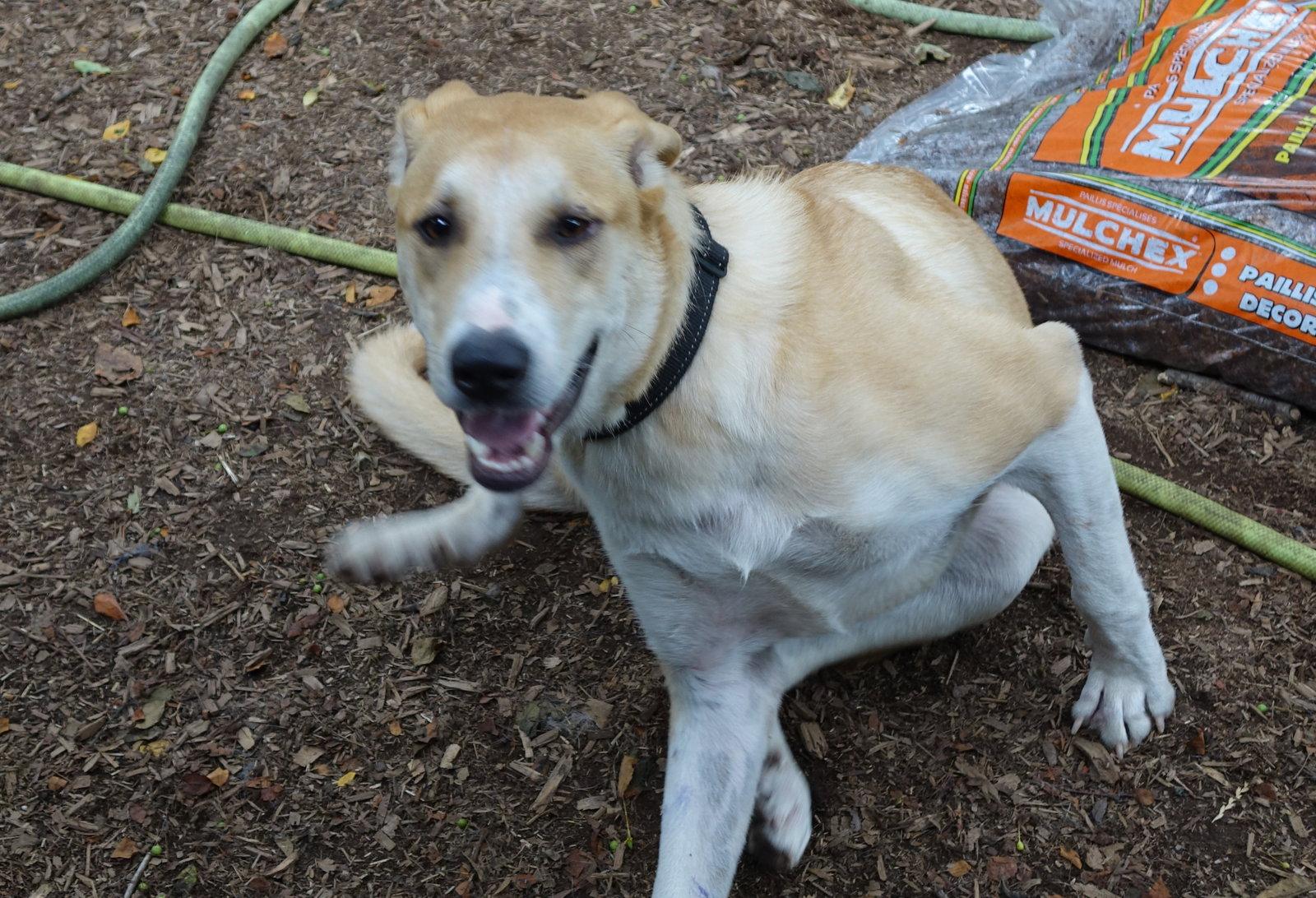 Odie, a Adoptable Labrador Retriever in Doylestown, PA image 1/3