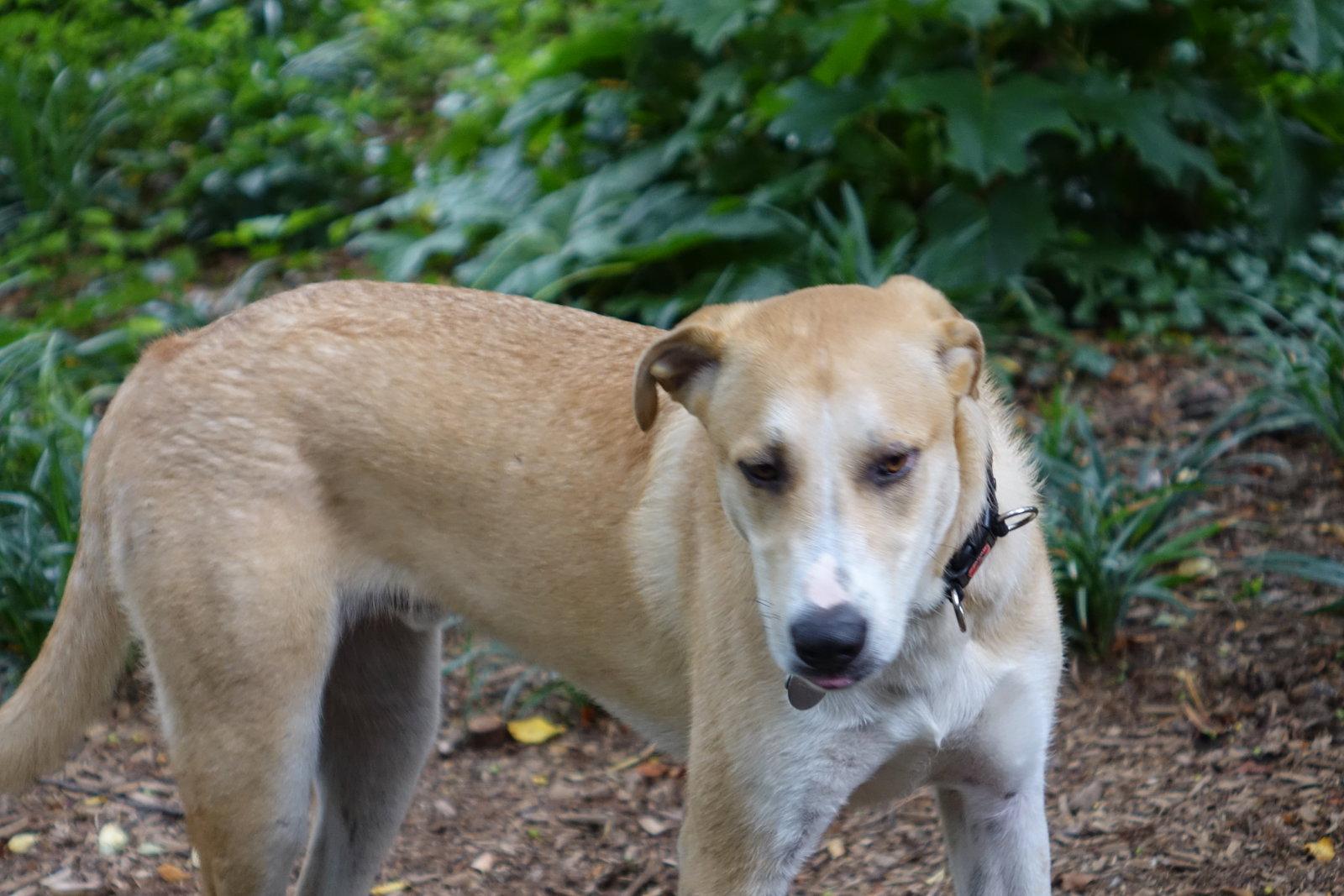 Odie, a Adoptable Labrador Retriever in Doylestown, PA image 2/3