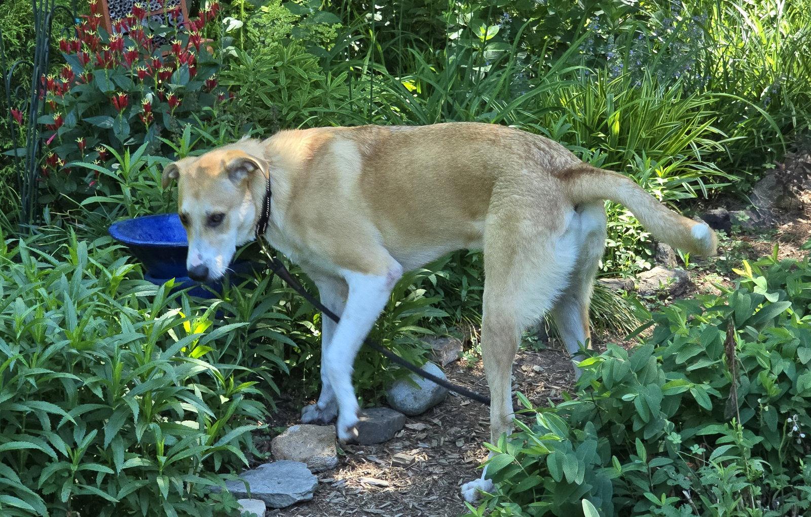 Odie, a Adoptable Labrador Retriever in Doylestown, PA image 3/3