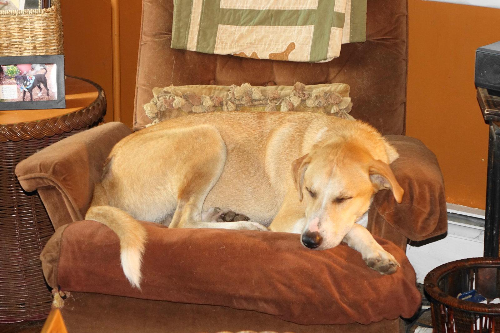 Enlarge Odie, a Adoptable Labrador Retriever in Doylestown, PA image 3/3