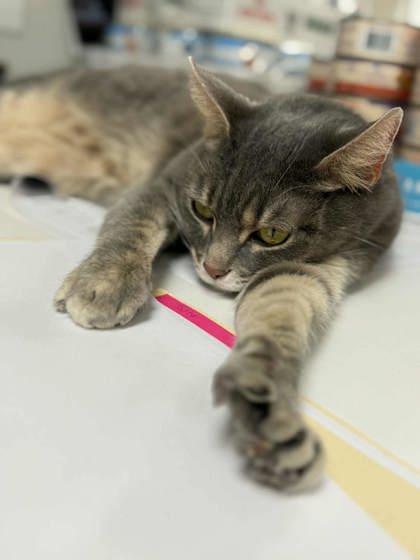 Lunabelle thumbnail 3