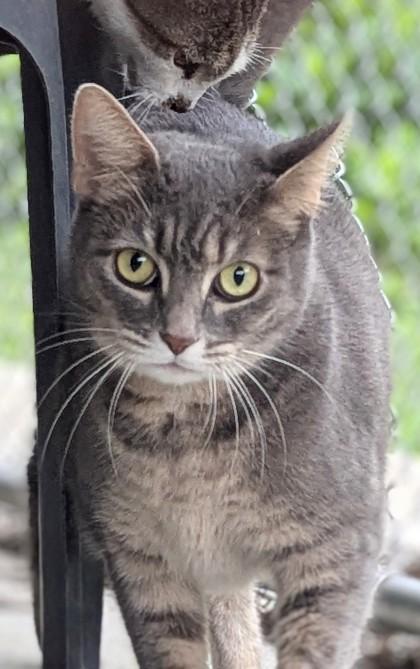 Lunabelle thumbnail 4