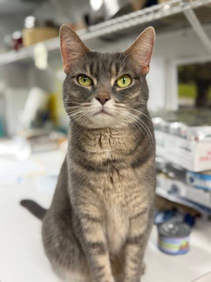 Enlarge Lunabelle, a Adoptable mixed breed in Batavia, OH image 3/3