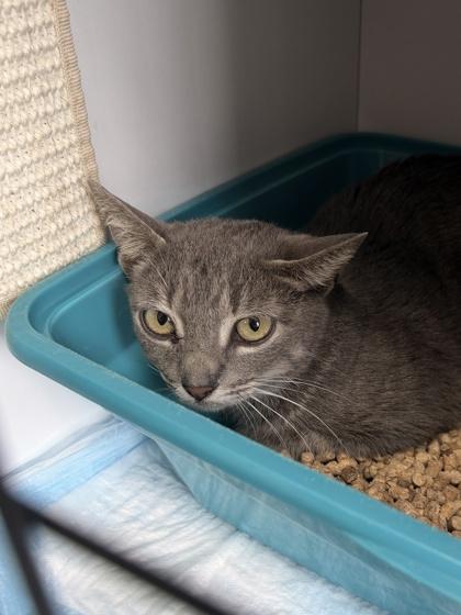 26-111 Prissy, Adoptable, Adult Female American Bobtail & Domestic Short Hair.