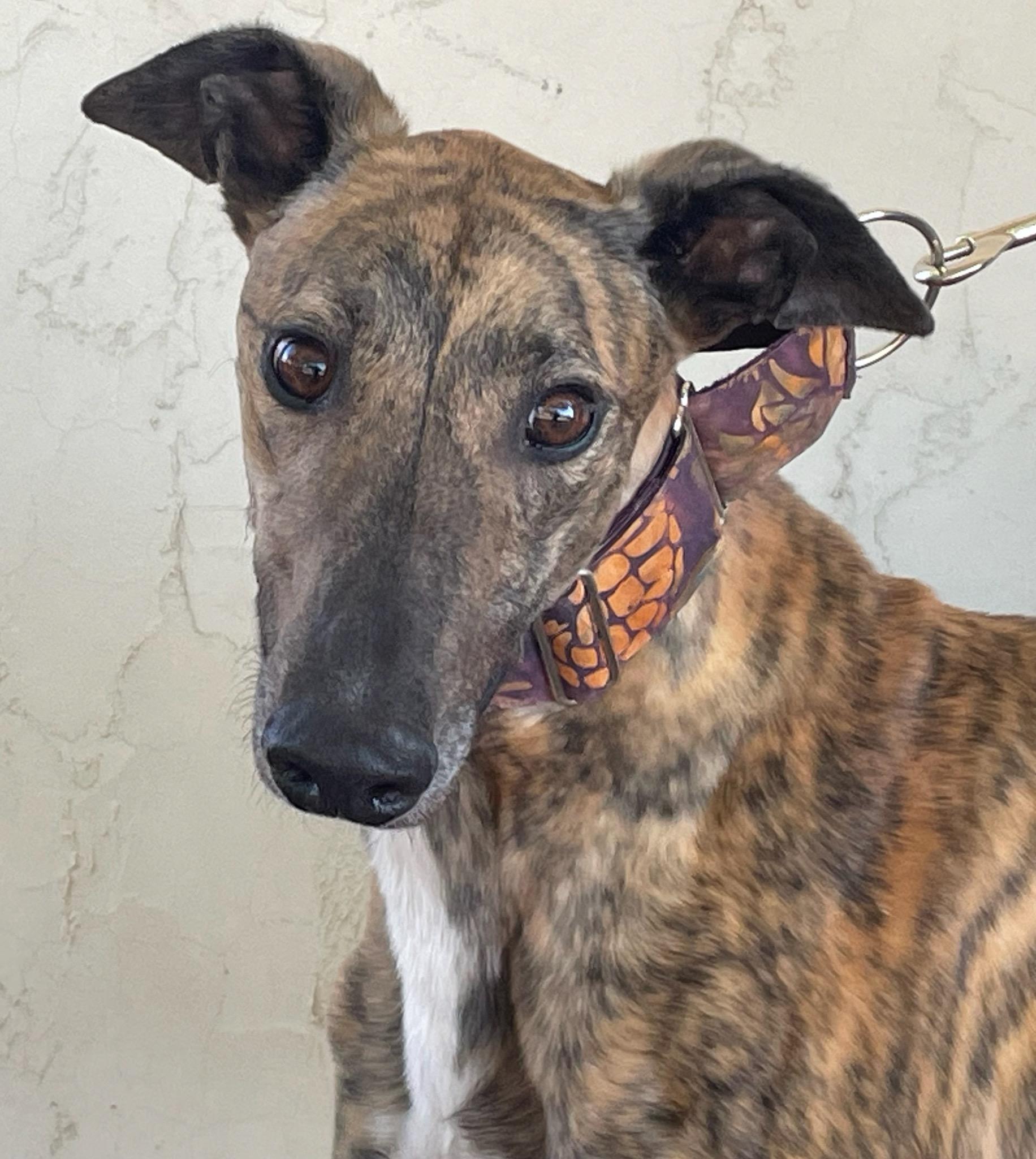 Enlarge Charlie, a Adoptable Greyhound in Coon Rapids, MN image 1/1