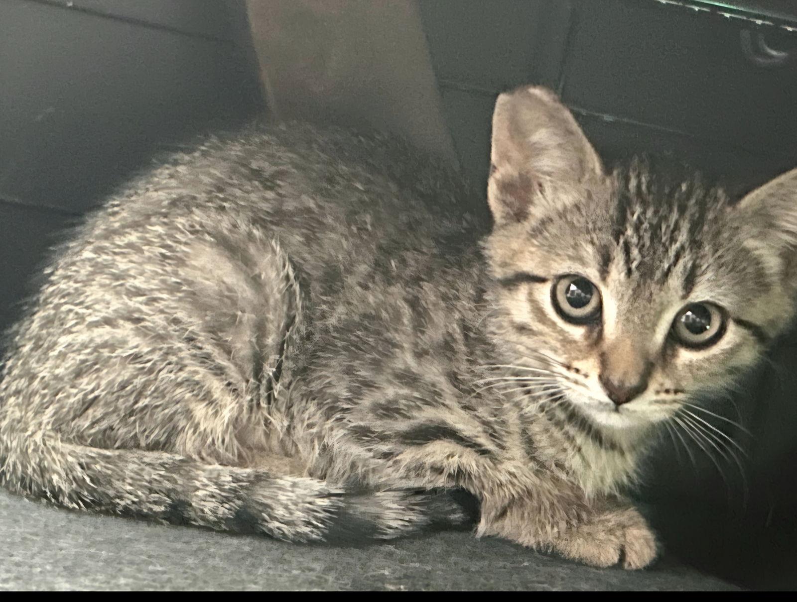 Kiwi, Adoptable, Kitten Male Domestic Short Hair & Tabby.