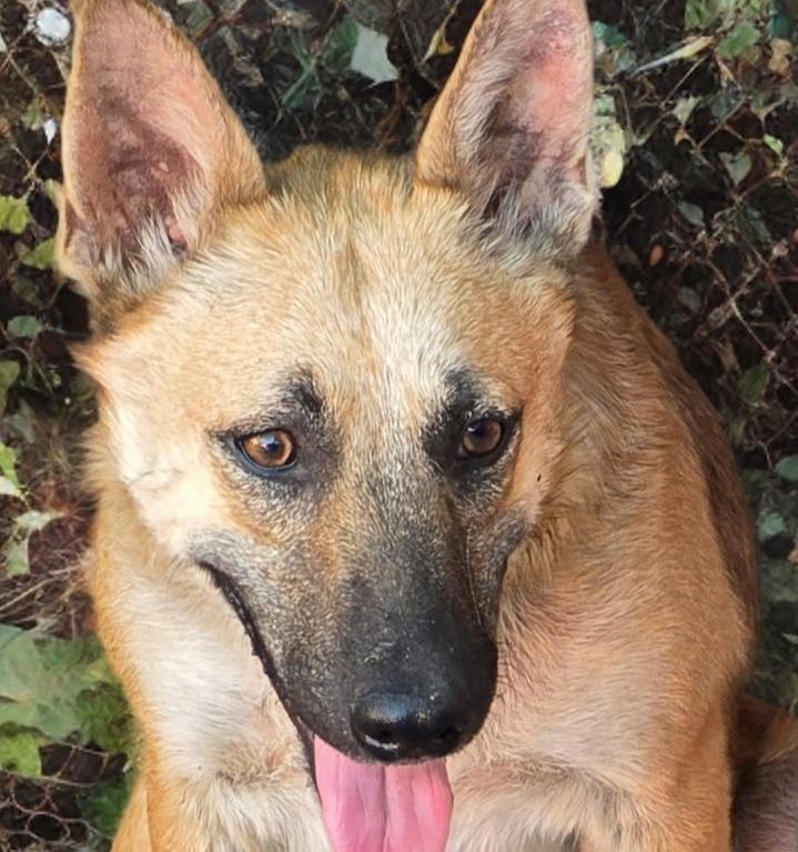 Wolfie — thumbnail 2