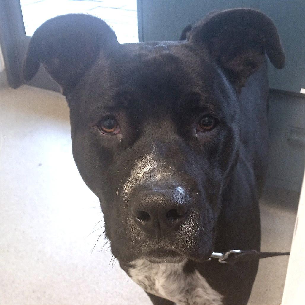 Boots, Adoptable, Adult Male Pit Bull Terrier.