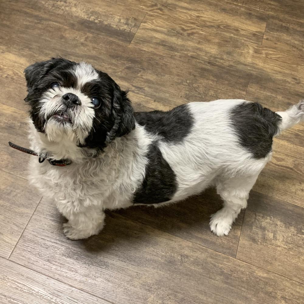 Enlarge Andy, a Adoptable Shih Tzu in Melbourne Beach, FL image 1/2