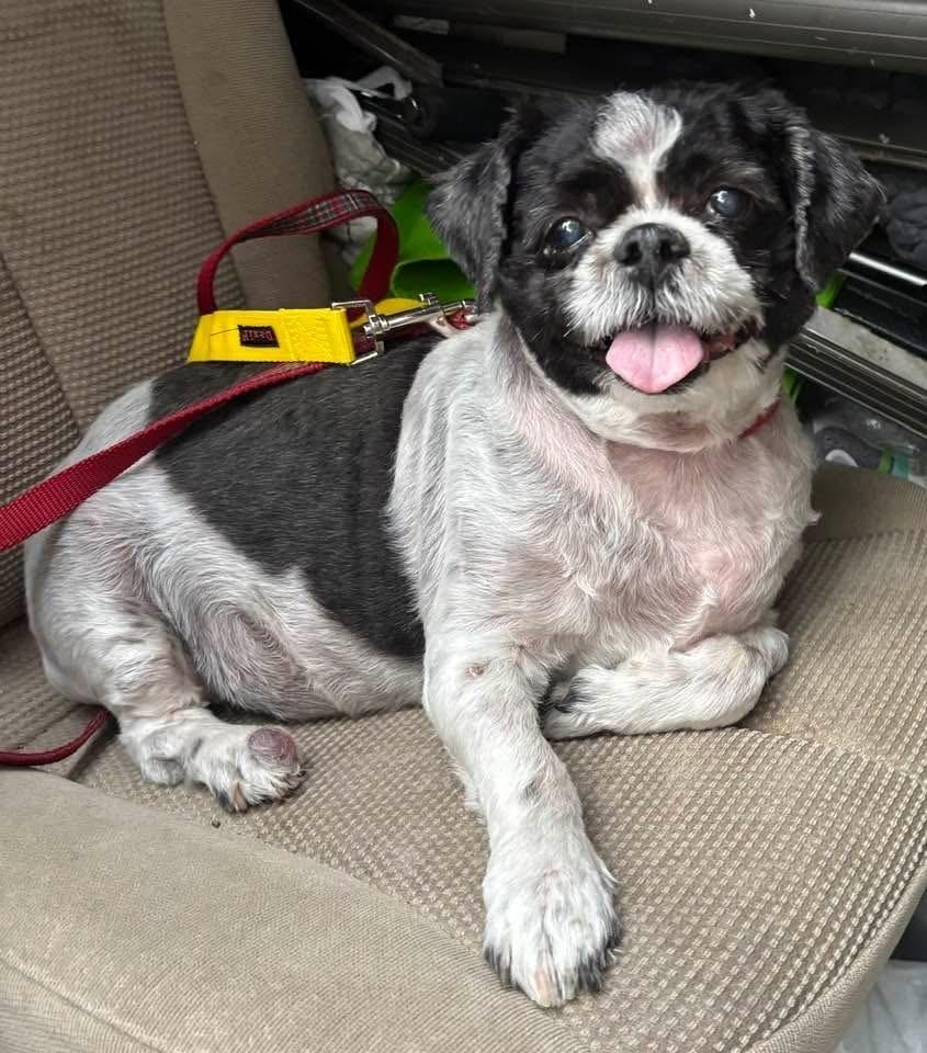 Enlarge Andy, a Adoptable Shih Tzu in Melbourne Beach, FL image 2/2