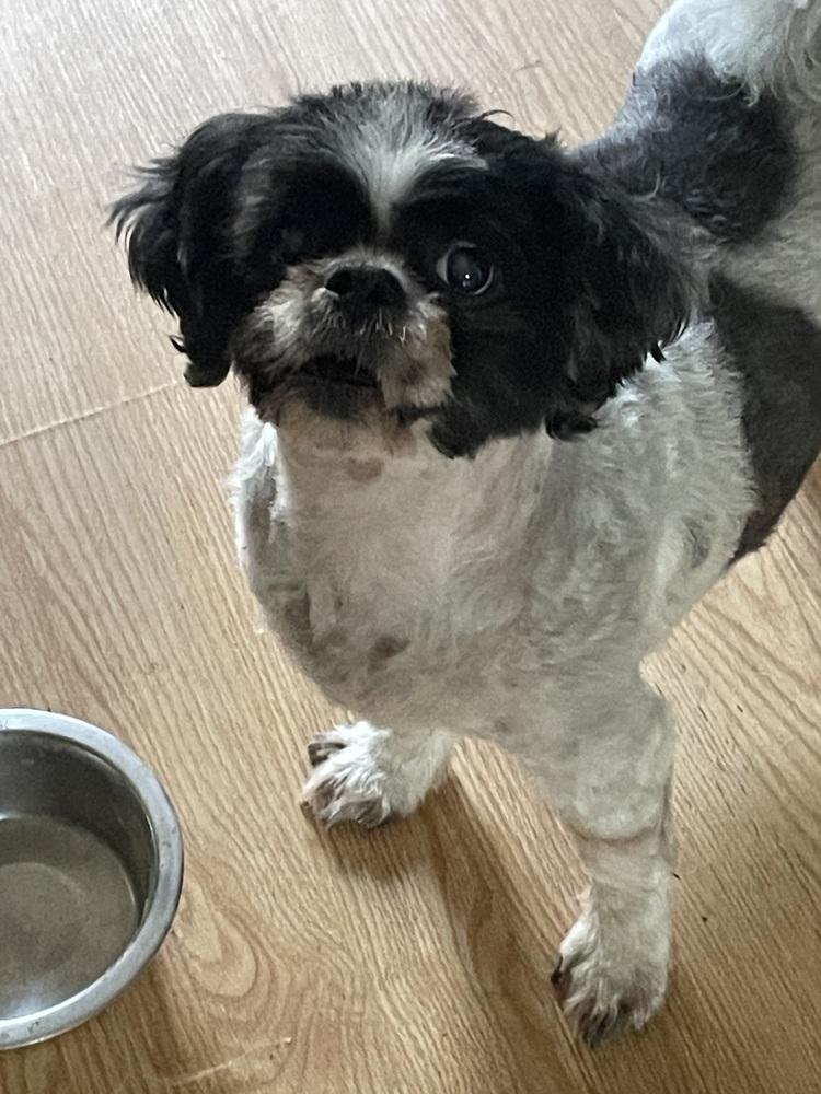 Enlarge Andy, a Adoptable Shih Tzu in Melbourne Beach, FL image 3/3