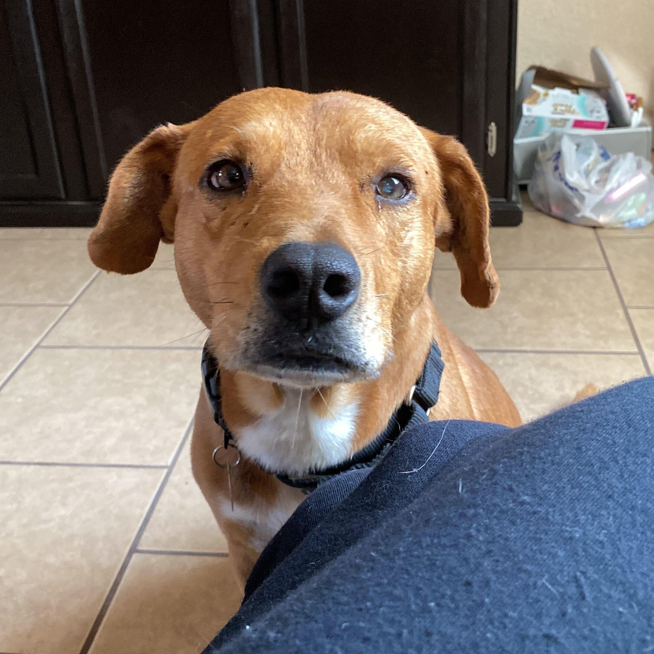 Enlarge Seadog, a ADOPTABLE mixed breed in Marfa, TX image 2/6