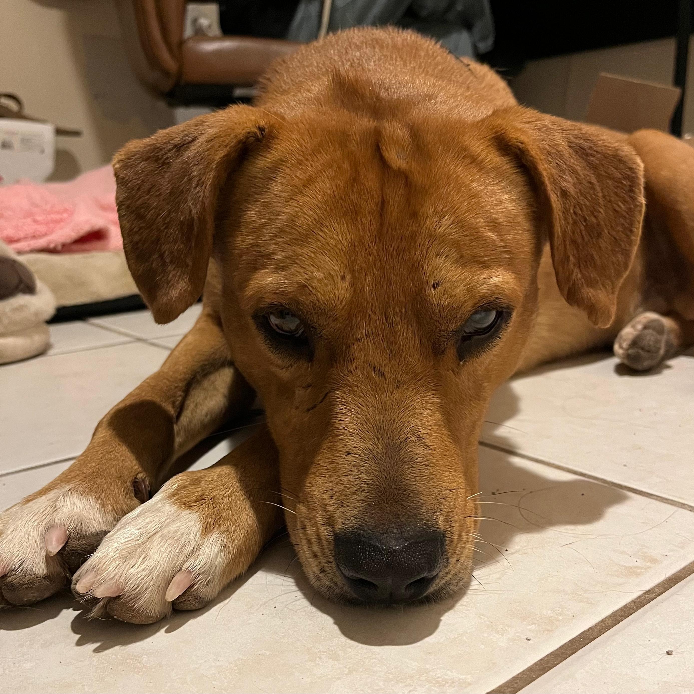 Enlarge Seadog, a ADOPTABLE mixed breed in Marfa, TX image 6/6