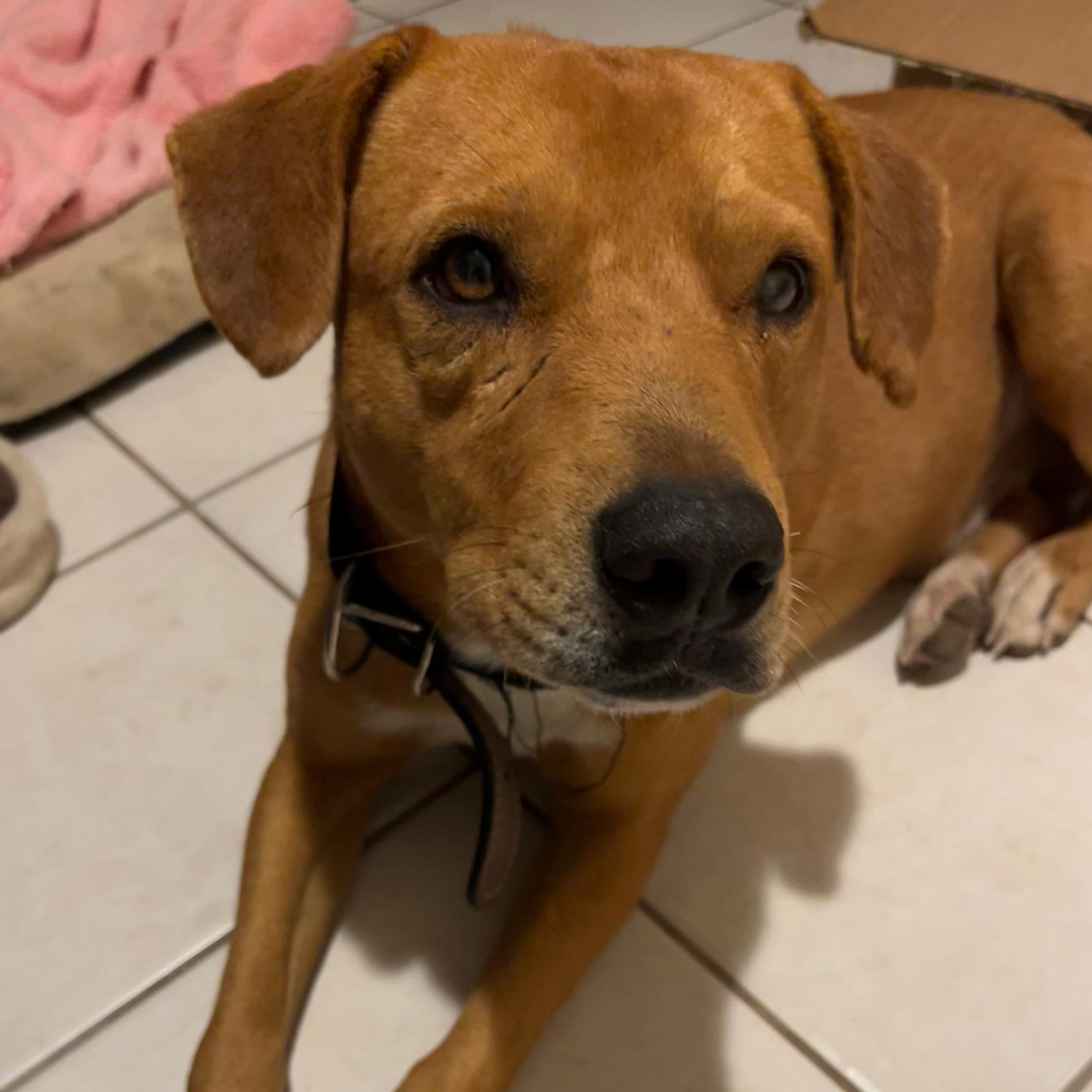 Seadog, ADOPTABLE, Adult Female Labrador Retriever.