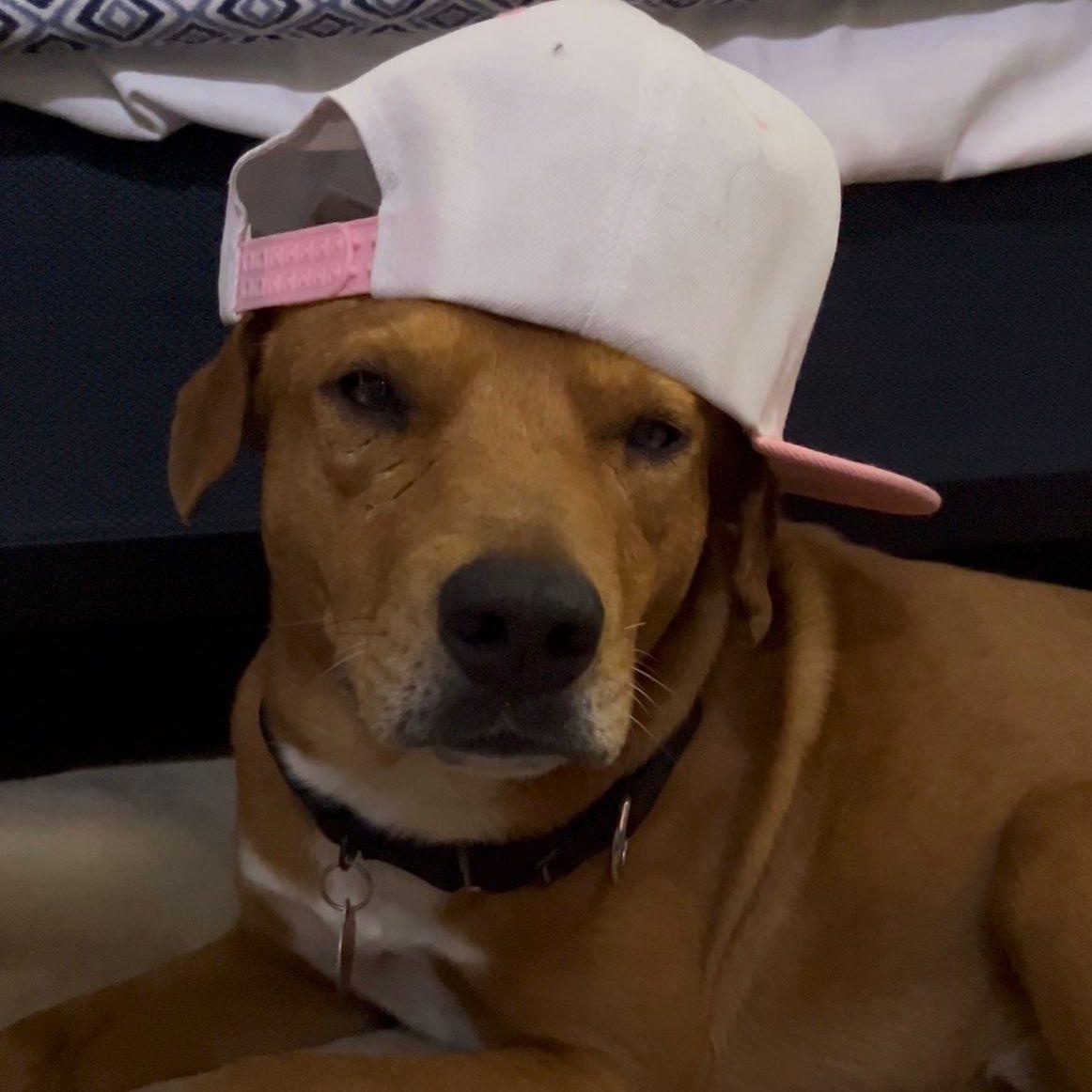 Enlarge Seadog, a ADOPTABLE mixed breed in Marfa, TX image 4/6