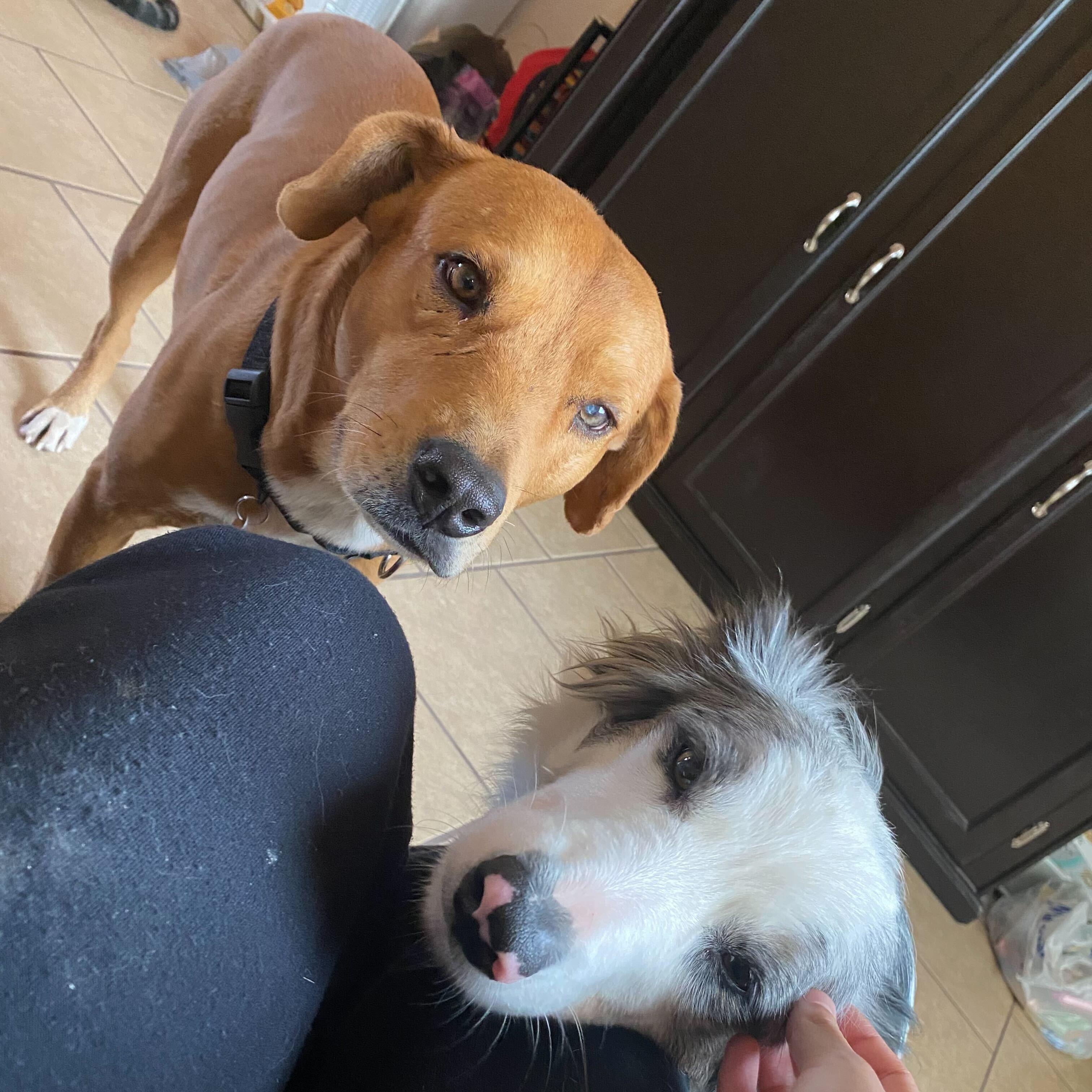 Enlarge Seadog, a ADOPTABLE mixed breed in Marfa, TX image 3/6