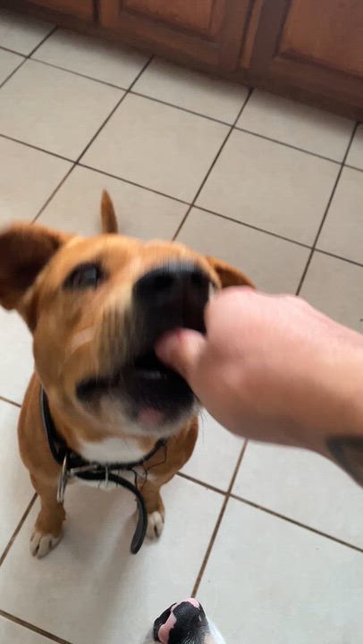 Enlarge Seadog, a ADOPTABLE mixed breed in Marfa, TX video 5/6