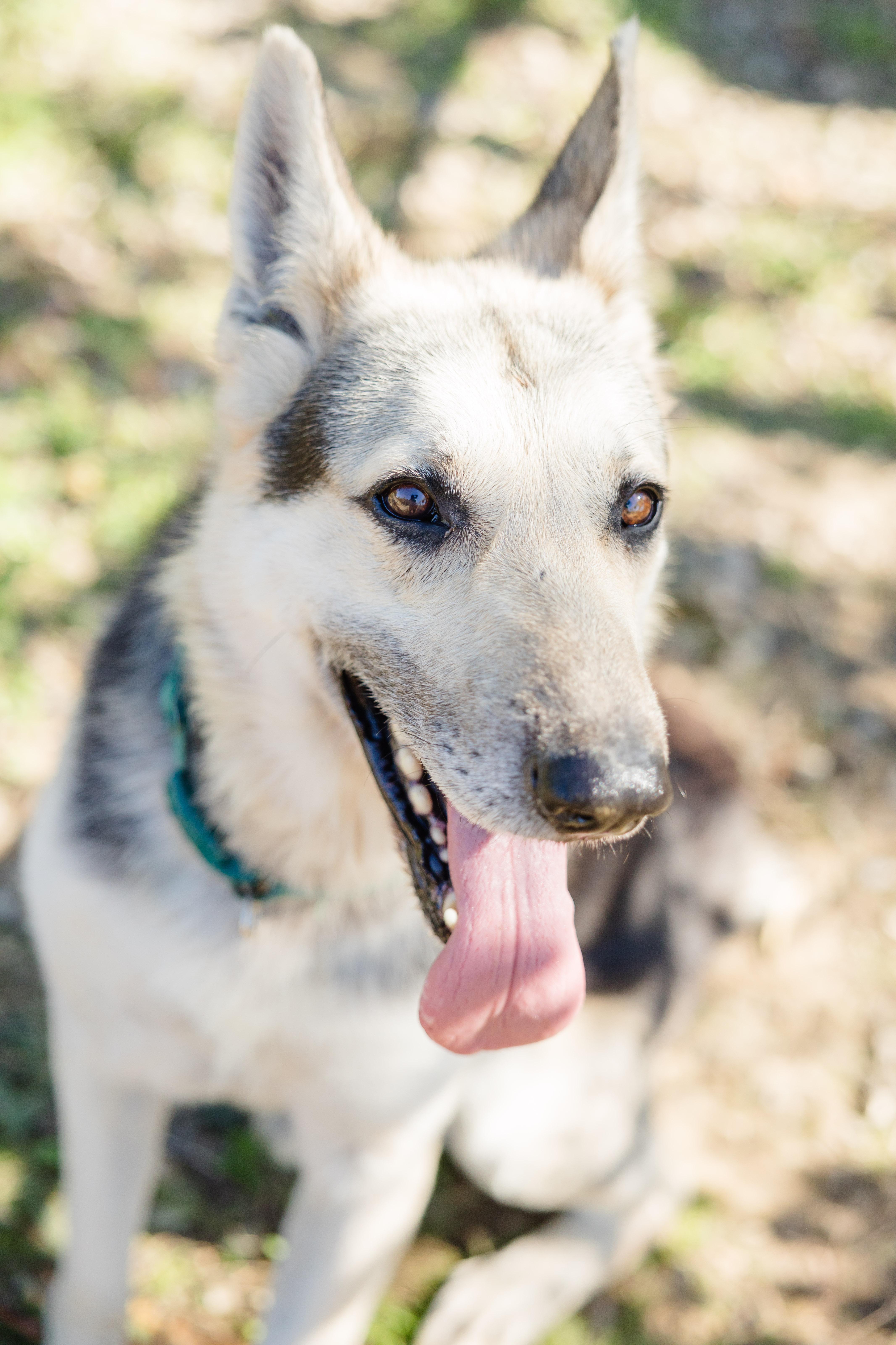 Kaiser, Adoptable, Adult Male German Shepherd Dog & Husky.