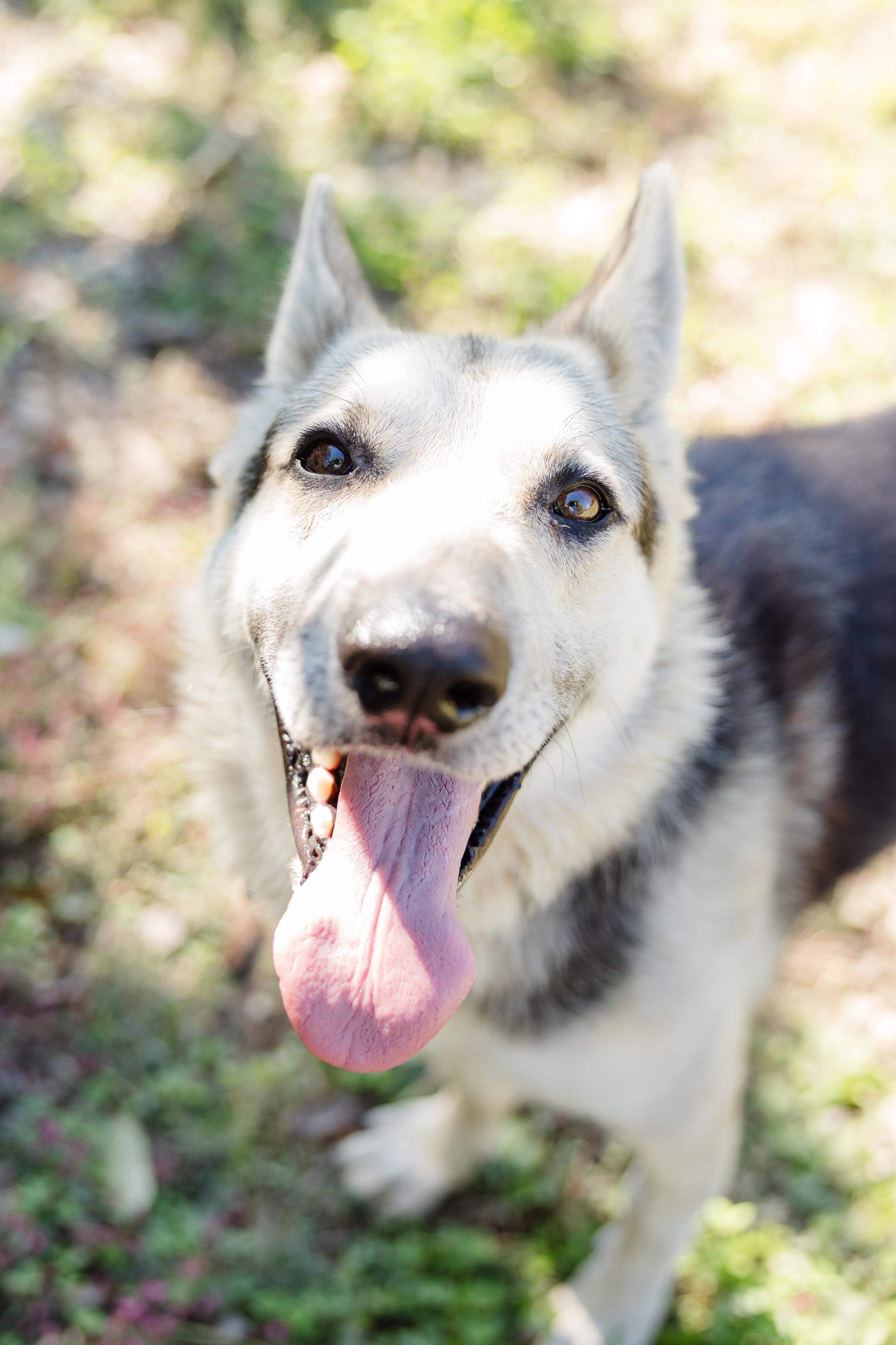 Enlarge Kaiser, a Adoptable mixed breed in Newburgh, IN image 2/3