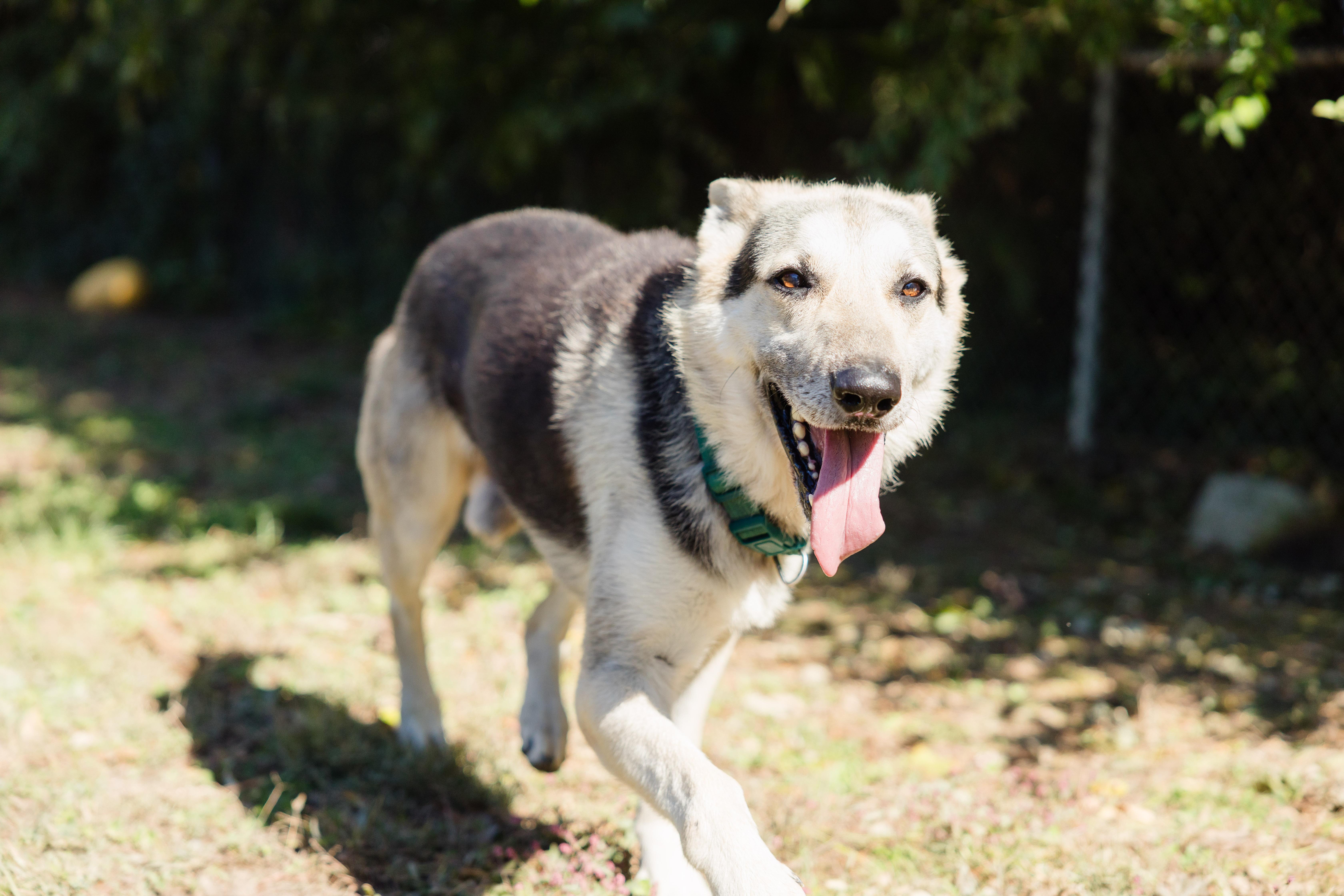 Enlarge Kaiser, a Adoptable mixed breed in Newburgh, IN image 3/3