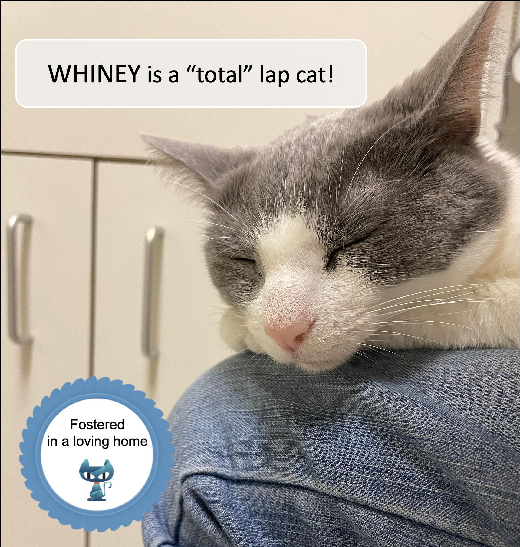 Whiney, ADOPTABLE, Adult Female Domestic Short Hair.