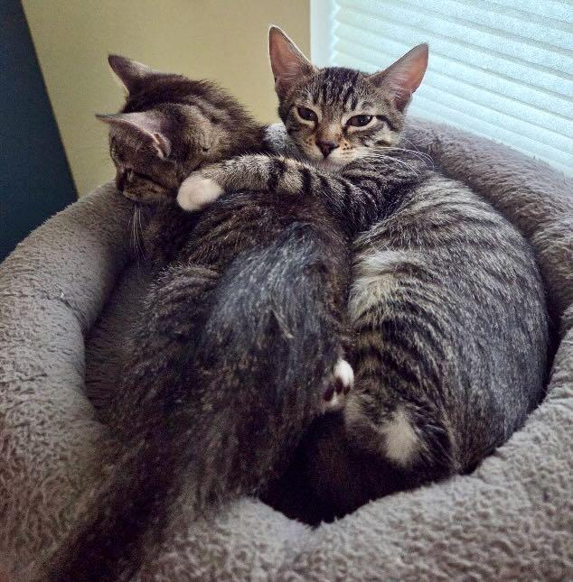 Enlarge Tessa & Twinky, a Adoptable Tabby in Hood River, OR image 2/4