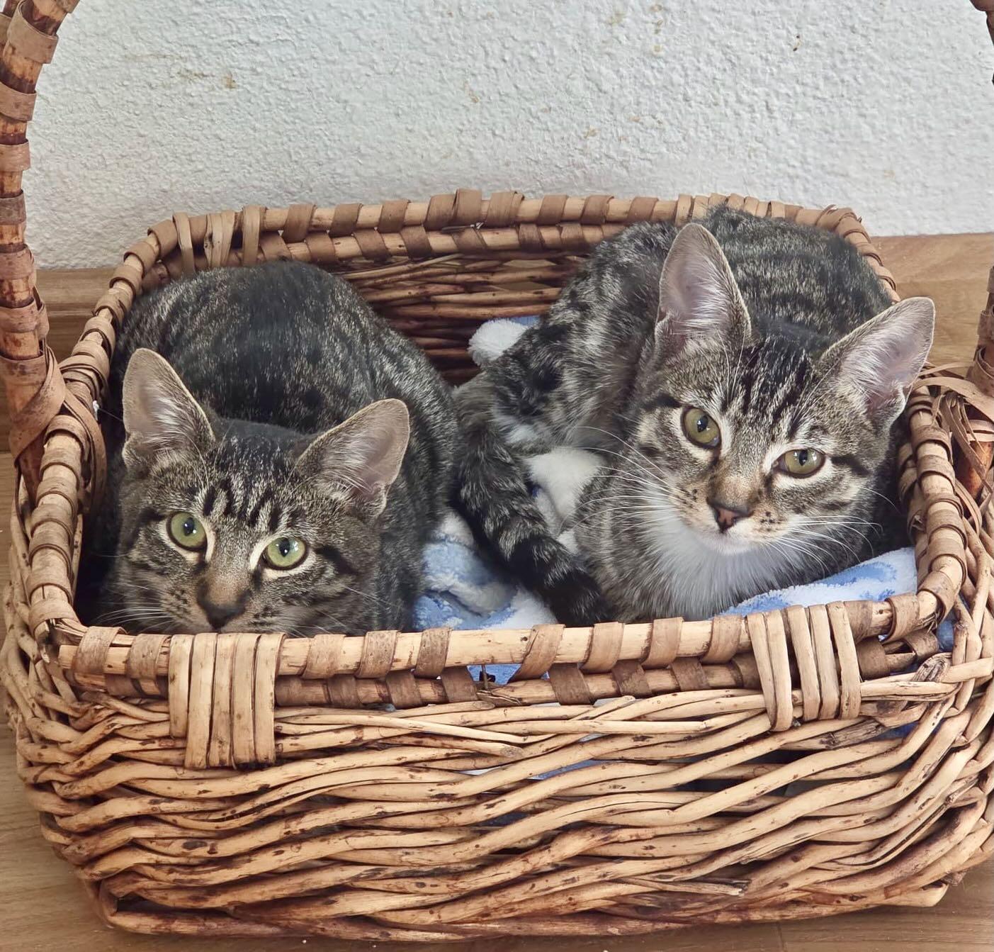 Tessa & Twinky, Adoptable, Kitten Female Tabby.