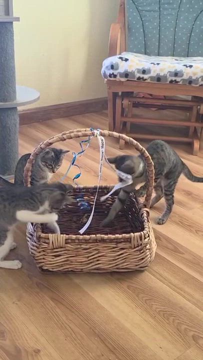 Enlarge Tessa & Twinky, a Adoptable Tabby in Hood River, OR video 4/4