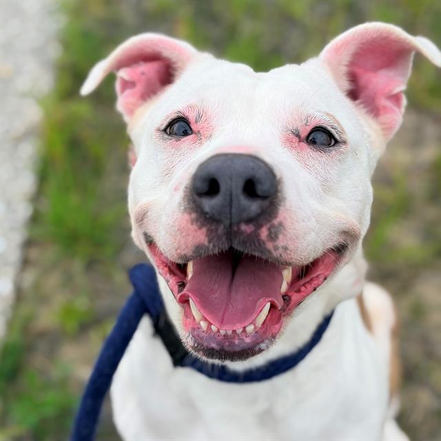 Enlarge ELLA, a Adoptable Pit Bull Terrier in Indianapolis, IN image 1/1