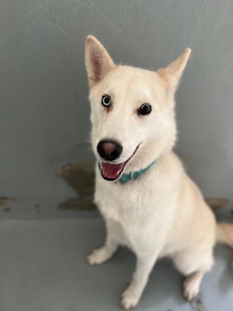 Glacier, Adoptable, Adult Male Husky.