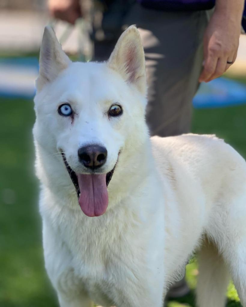 Enlarge Glacier, a Adoptable Husky in Chico, CA image 2/6