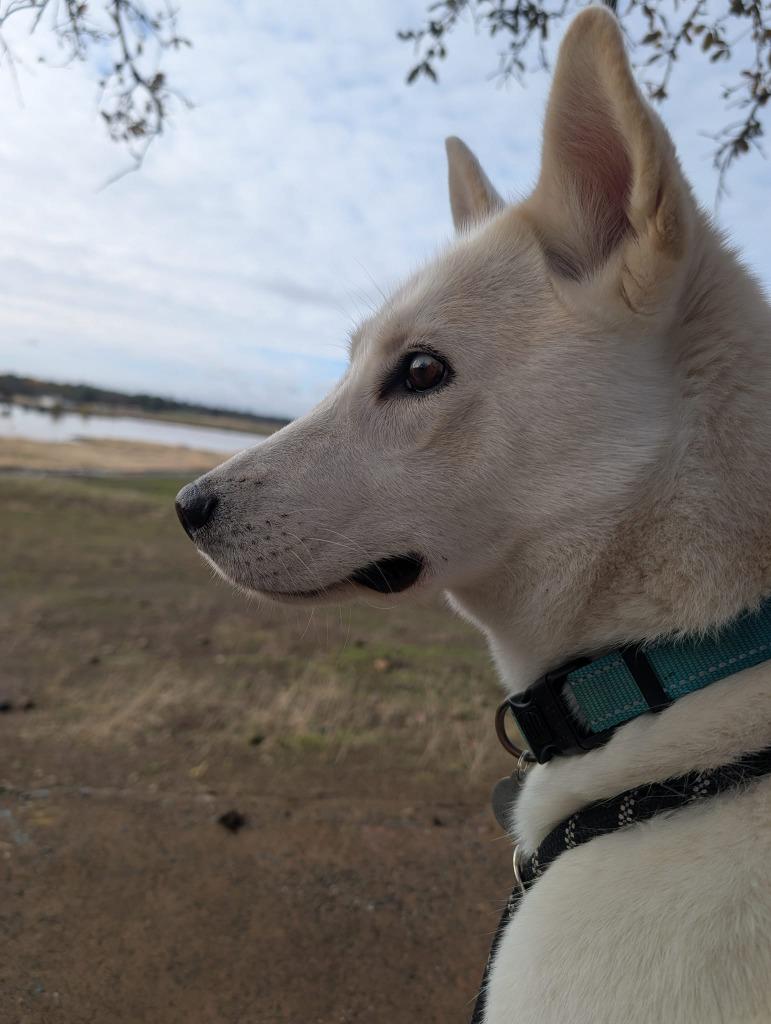 Enlarge Glacier, a Adoptable Husky in Chico, CA image 3/6