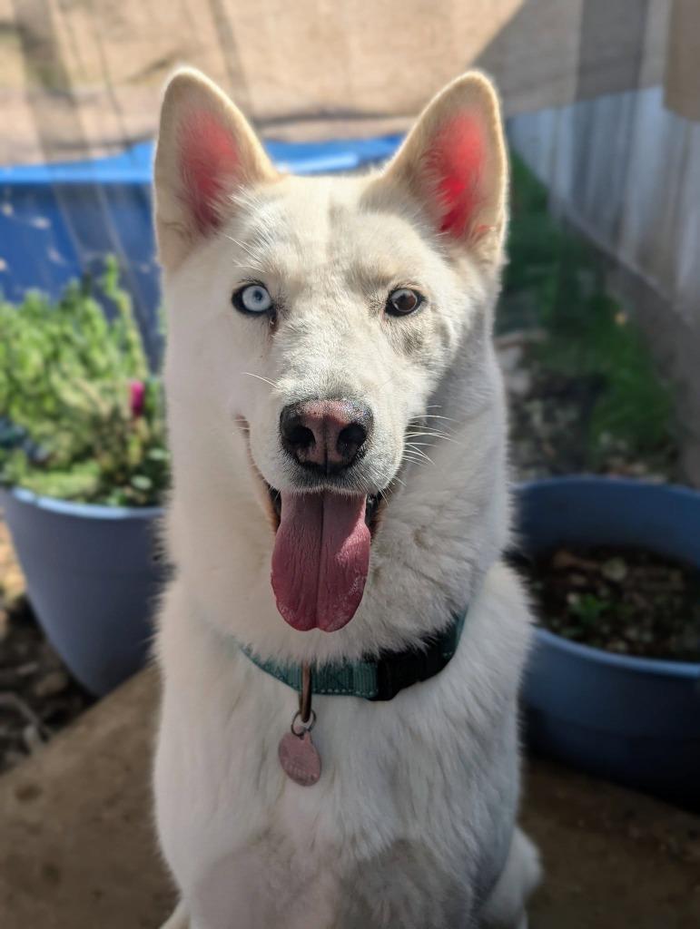 Enlarge Glacier, a Adoptable Husky in Chico, CA image 4/6
