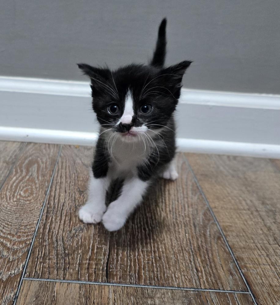 Enlarge mila, a Adopted Domestic Medium Hair in Dickson, TN image 1/2