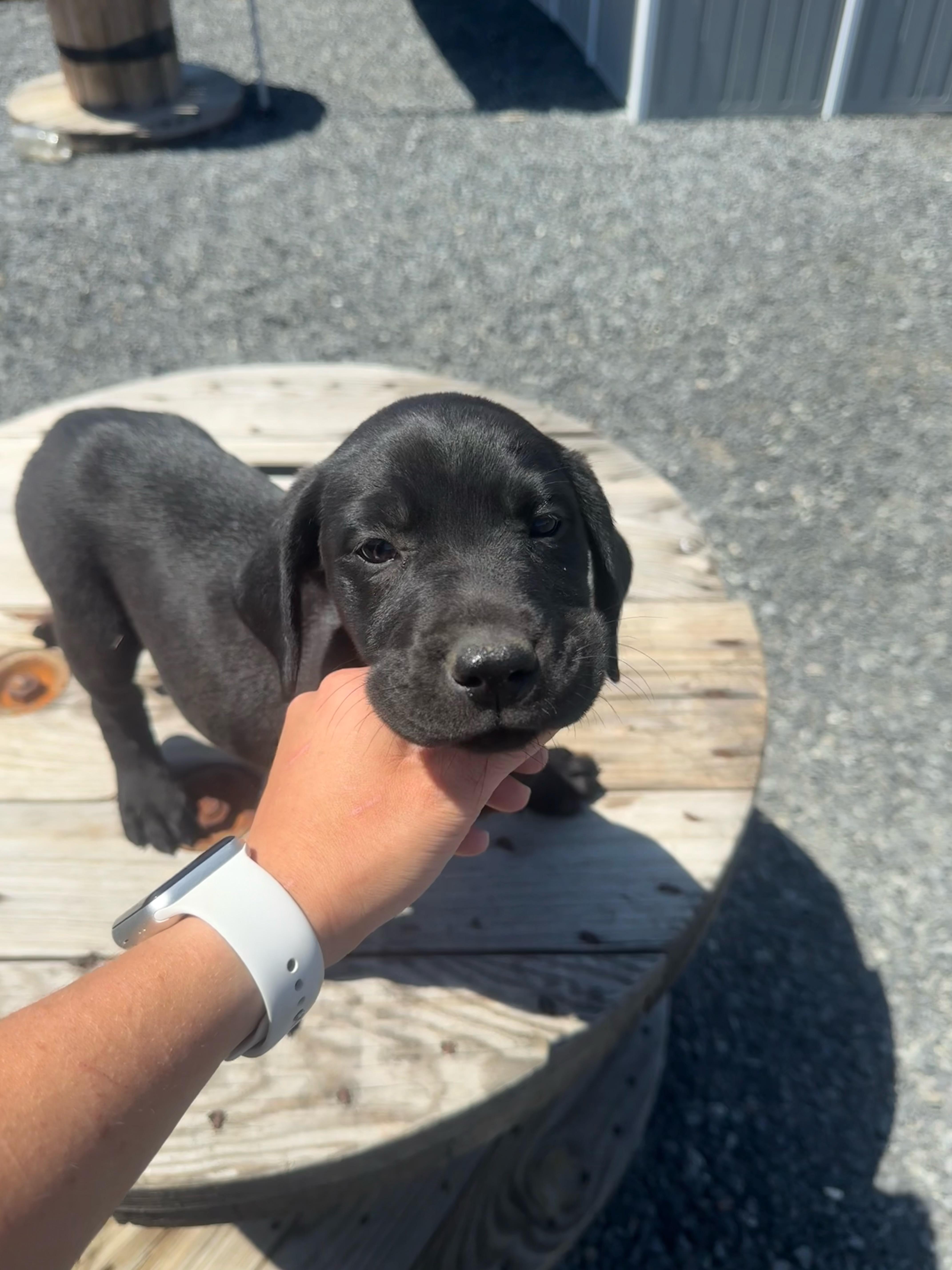 Peter quill, Gamora, Nova, Rocket, a ADOPTABLE mixed breed in Spokane Valley, WA image 5/6