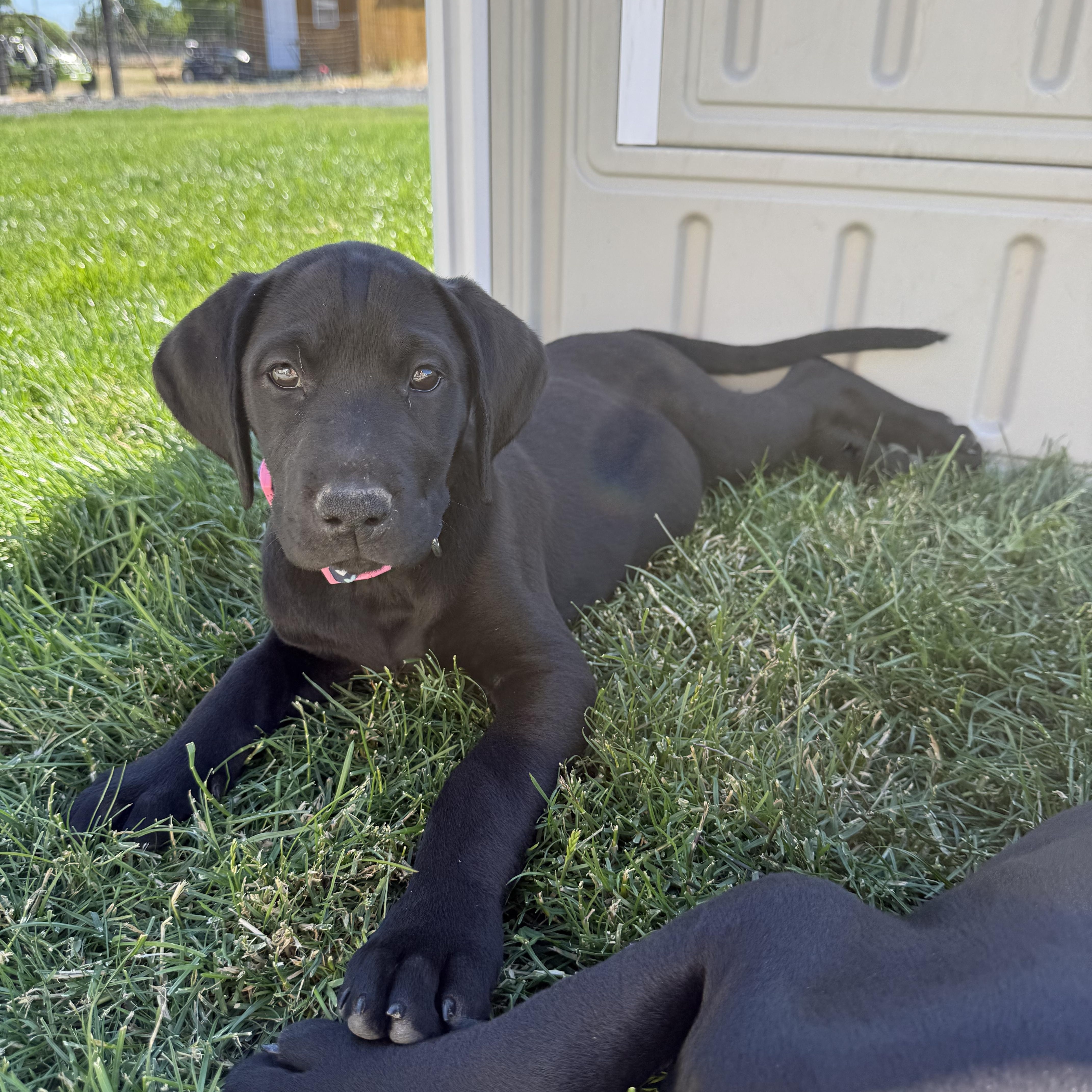 Gamora, Nova, Rocket, a ADOPTABLE mixed breed in Spokane Valley, WA image 2/3