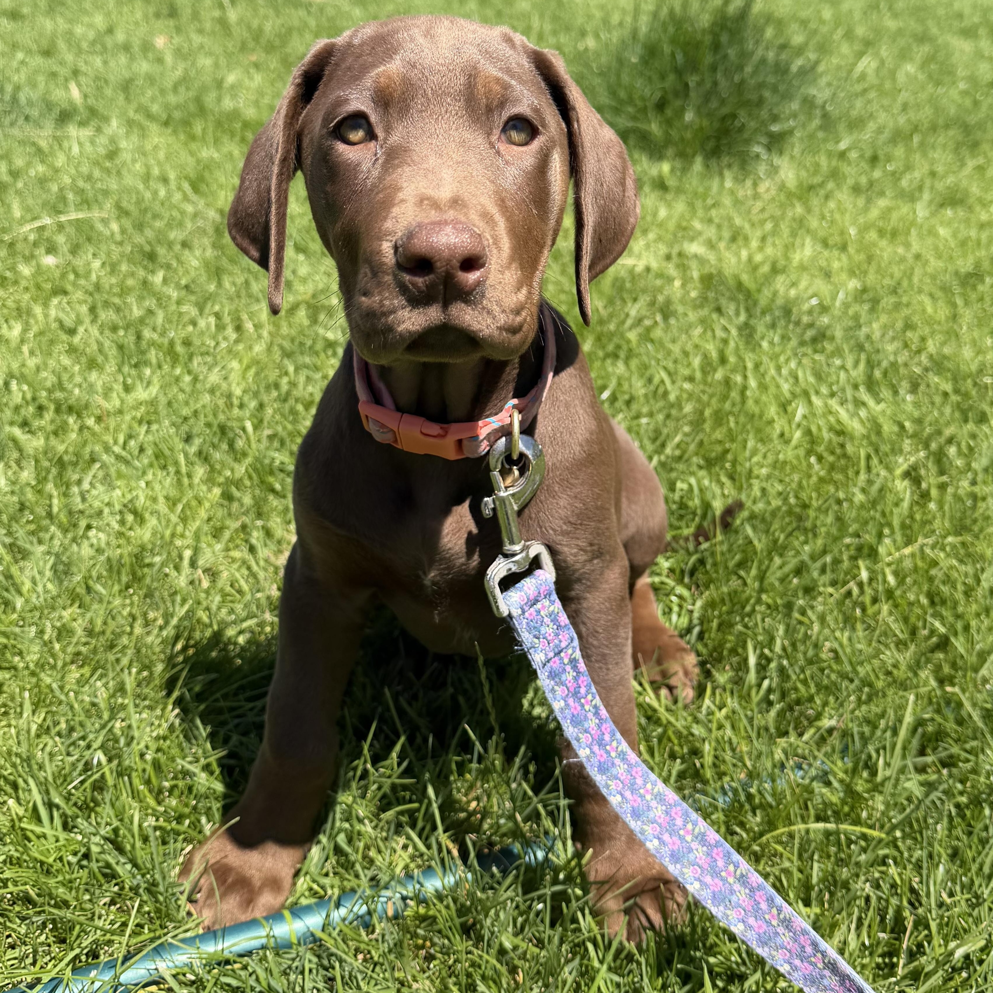 Gamora, Nova, Rocket, ADOPTABLE, Puppy Female Black Labrador Retriever & Great Dane.