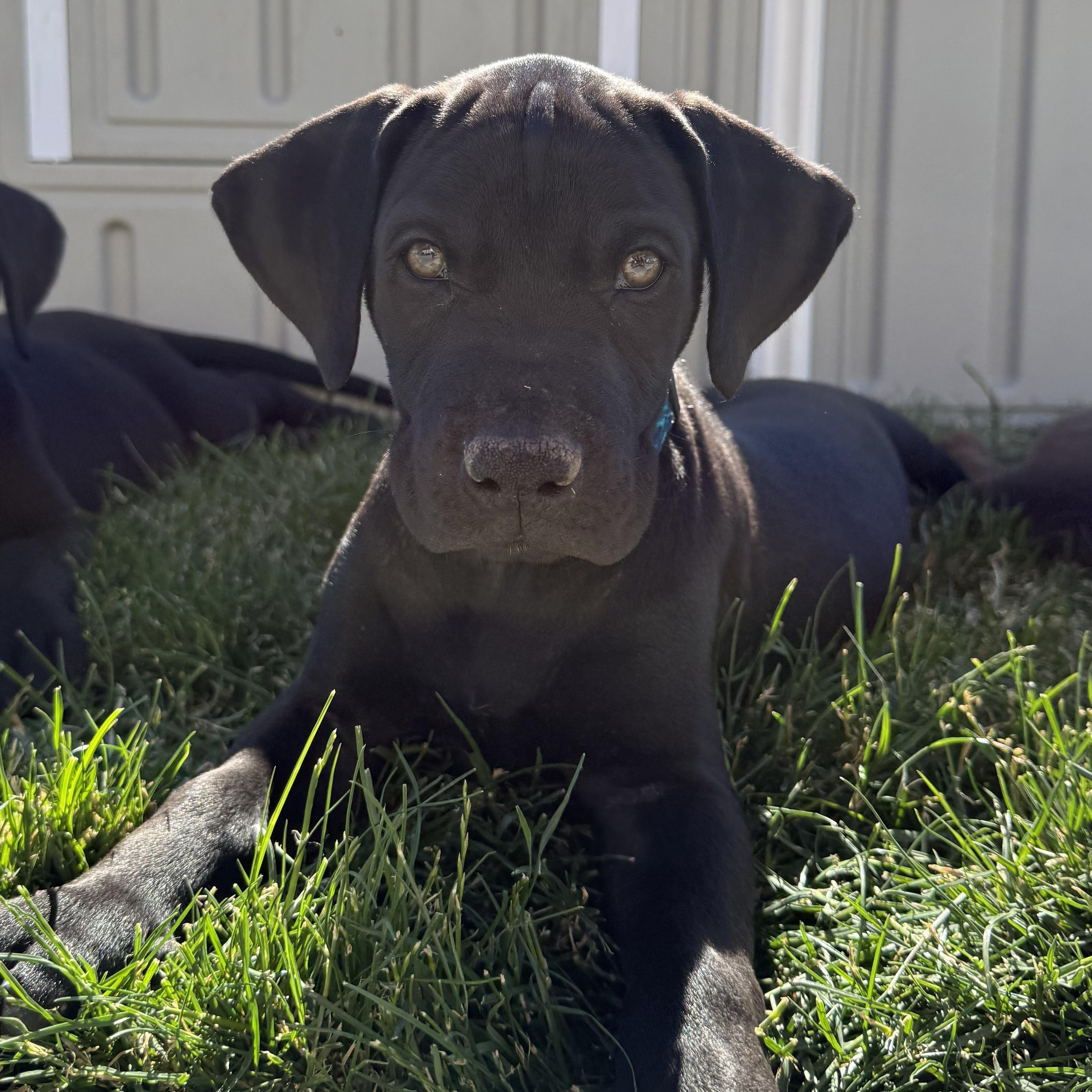 Gamora, Nova, Rocket, a ADOPTABLE mixed breed in Spokane Valley, WA image 3/3