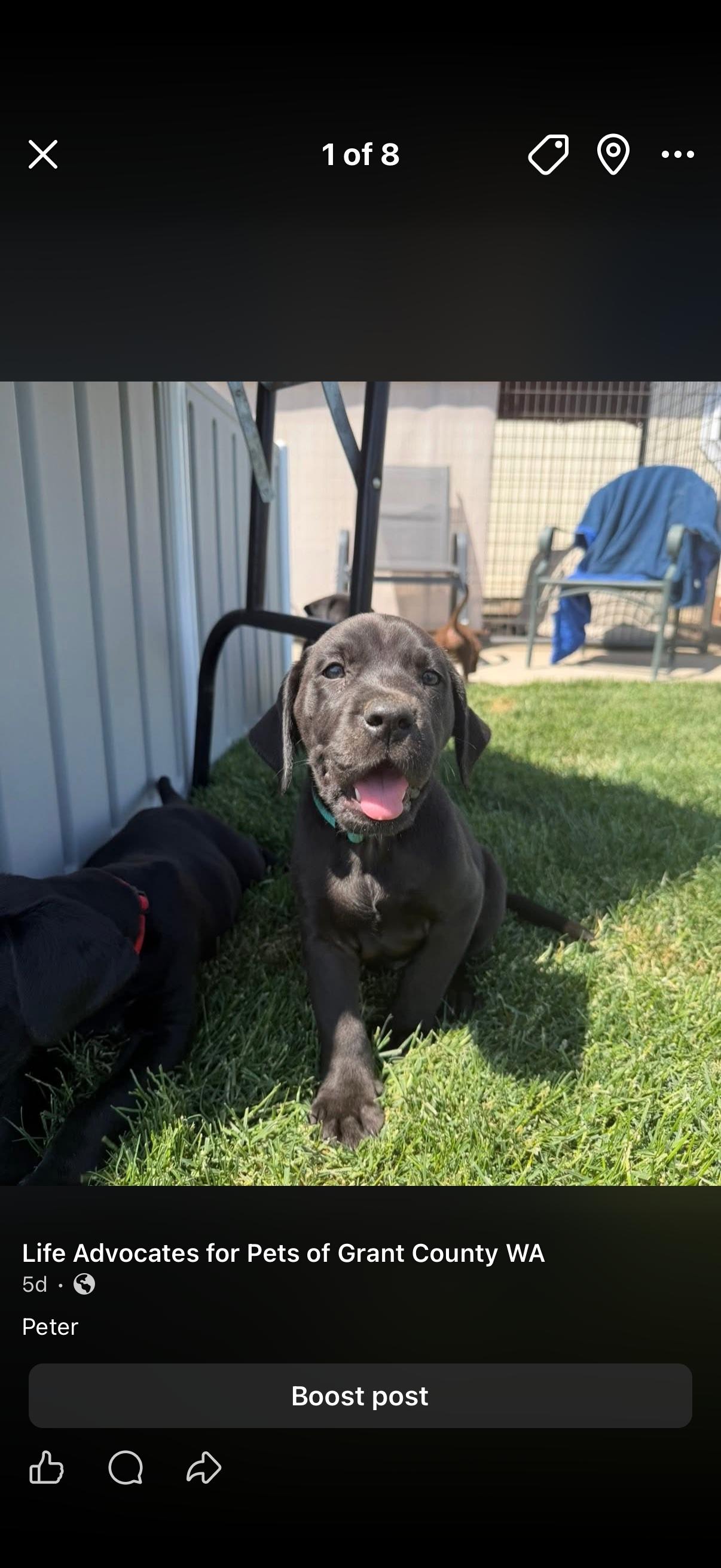 Peter quill, Gamora, Nova, Rocket, a ADOPTABLE mixed breed in Spokane Valley, WA image 1/6