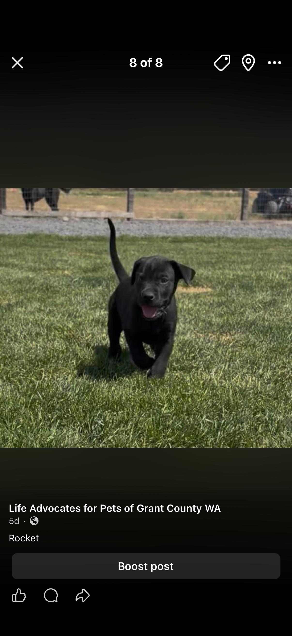 Peter quill, Gamora, Nova, Rocket, a ADOPTABLE mixed breed in Spokane Valley, WA image 3/6