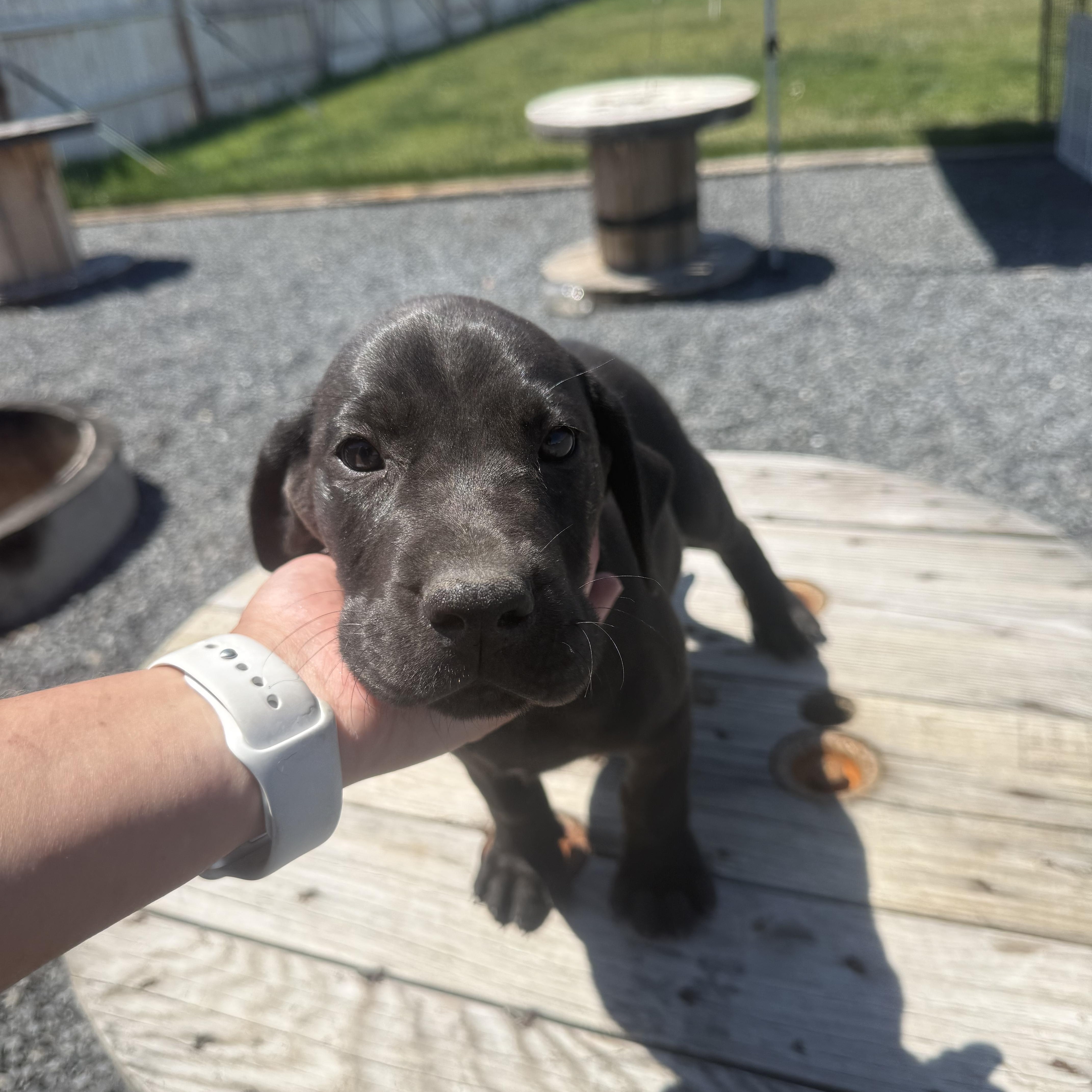 Peter quill, Gamora, Nova, Rocket, a ADOPTABLE mixed breed in Spokane Valley, WA image 6/6